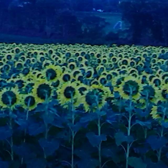 KELSEY S17 CREEKMUR ART