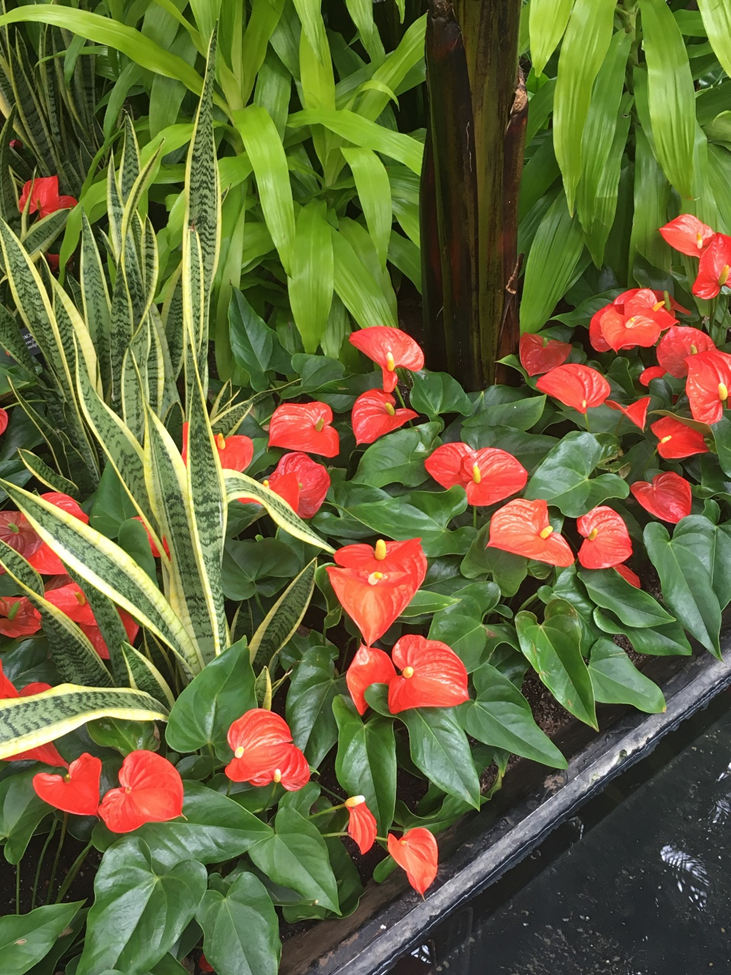 small pink flowers and greenery